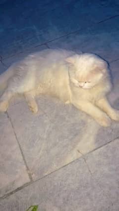 #Persian Cat #Vite Coat#6 months old