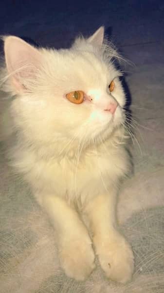 #Persian Cat #Vite Coat#6 months old 1