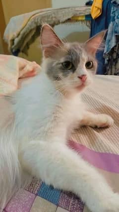 buetiful persian cat