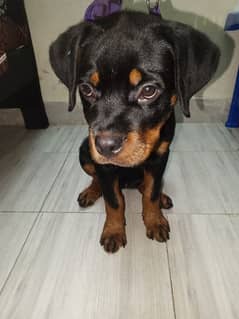 two and half month rottweiler puppy tamed  03269426238 contact