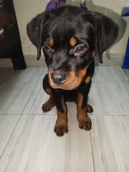 two and half month rottweiler puppy tamed  03269426238 contact 0