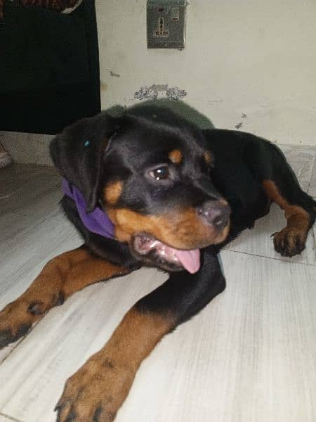 two and half month rottweiler puppy tamed  03269426238 contact 1