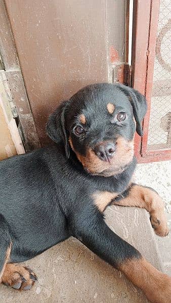 two and half month rottweiler puppy tamed  03269426238 contact 3