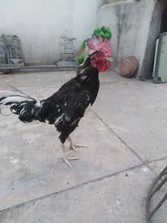 Bengum Aseel cock male for sale