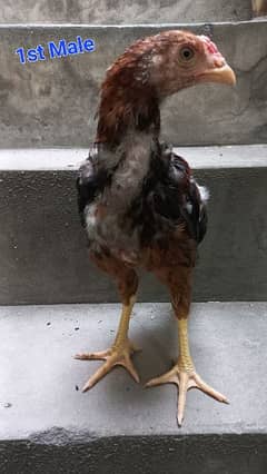 Aseel 4 Months Chicks