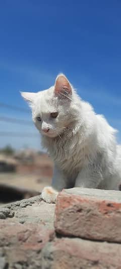 white colour Persian cat.