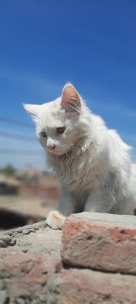 white colour Persian cat. 0