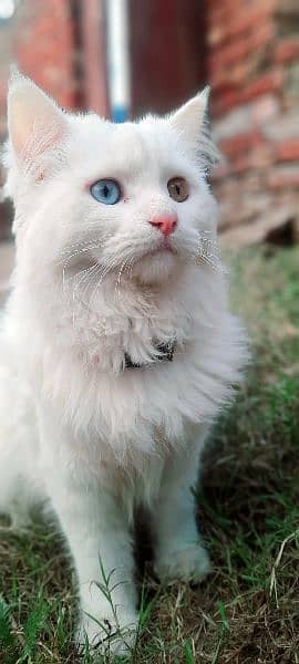 white colour Persian cat. 1