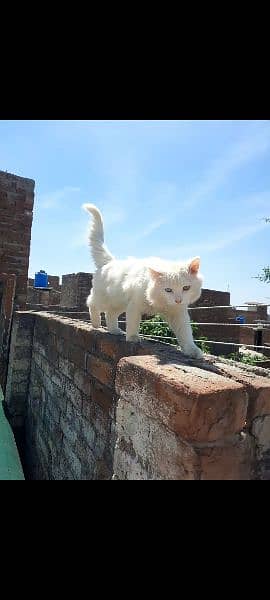 white colour Persian cat. 2