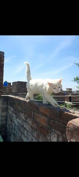 white colour Persian cat. 3