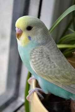 Full healthy parrots and ready to breed