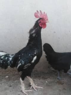 2 murgy aseel bengum and desi breed healthy and active  for sale