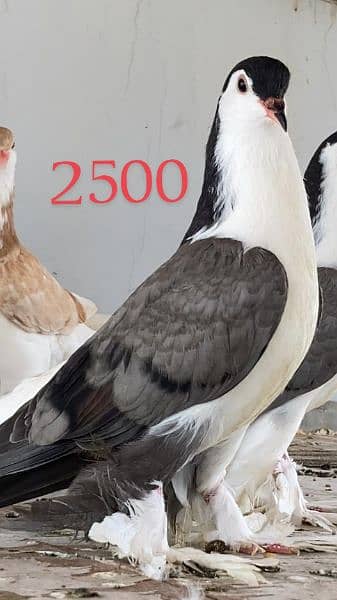 German Sherazi Lahore Pigeon Breeder Pigeons for Sale 1