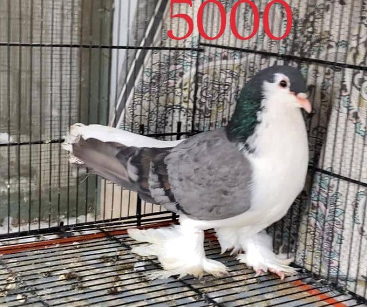 German Sherazi Lahore Pigeon Breeder Pigeons for Sale 2