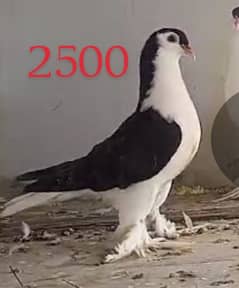 German Sherazi Lahore Pigeon Breeder Pigeons for Sale 0