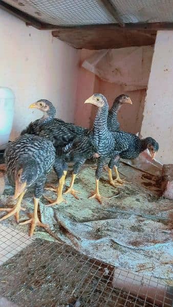 aseel cross Plymouth chicks,,,Pure aseel male and females 7