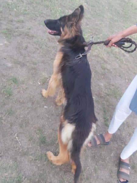 German Shepherd male 5