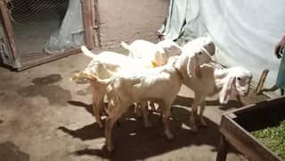 Rajunpuri Gulabi Home Breed Fully Vaccinated