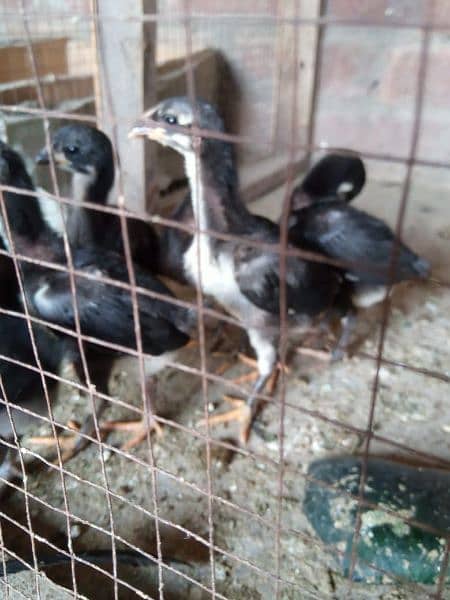 aseel thai black eyes chicks pure quality 4