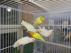 M n M Aviary lovebirds finches gouldian Java cocktails Available 0