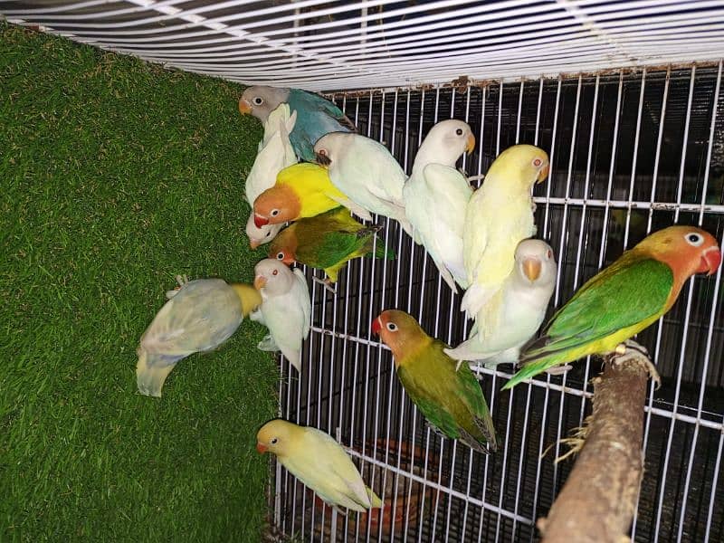 M n M Aviary lovebirds finches gouldian Java cocktails Available 1