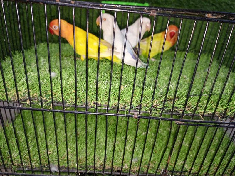 M n M Aviary lovebirds finches gouldian Java cocktails Available 2