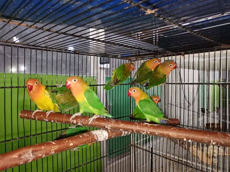 M n M Aviary lovebirds finches gouldian Java cocktails Available 3