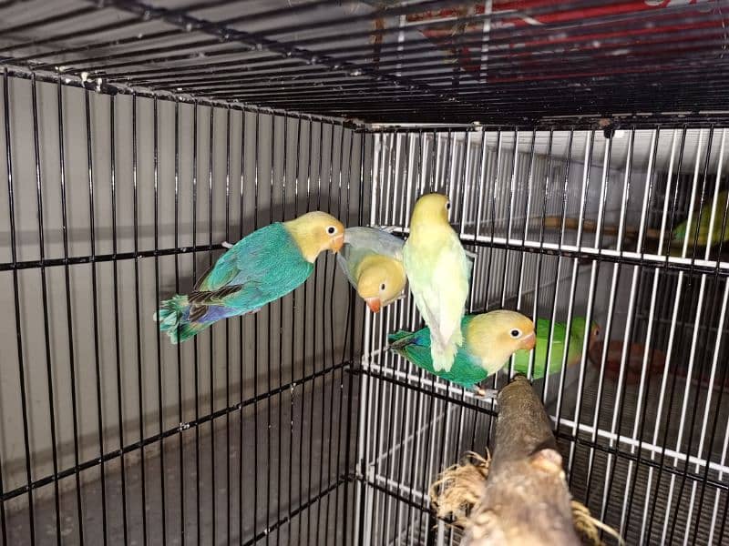 M n M Aviary lovebirds finches gouldian Java cocktails Available 4