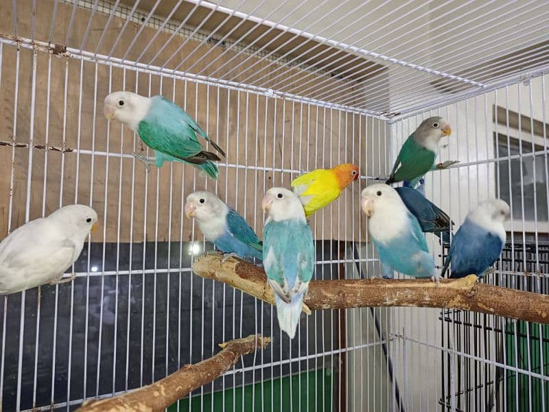 M n M Aviary lovebirds finches gouldian Java cocktails Available 5