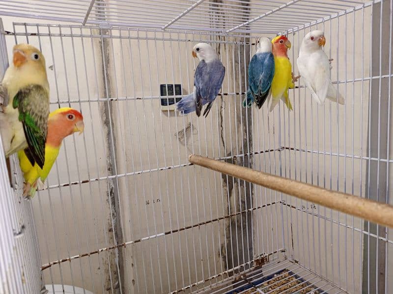 M n M Aviary lovebirds finches gouldian Java cocktails Available 6