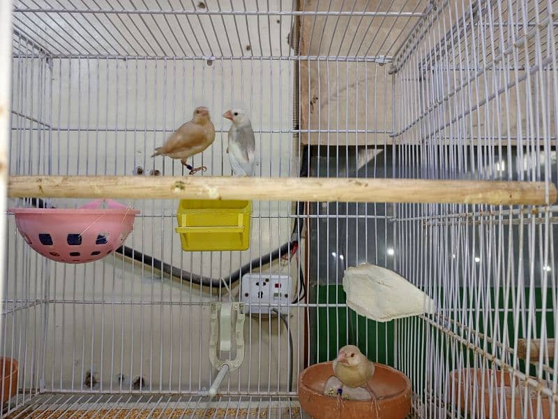 M n M Aviary lovebirds finches gouldian Java cocktails Available 7