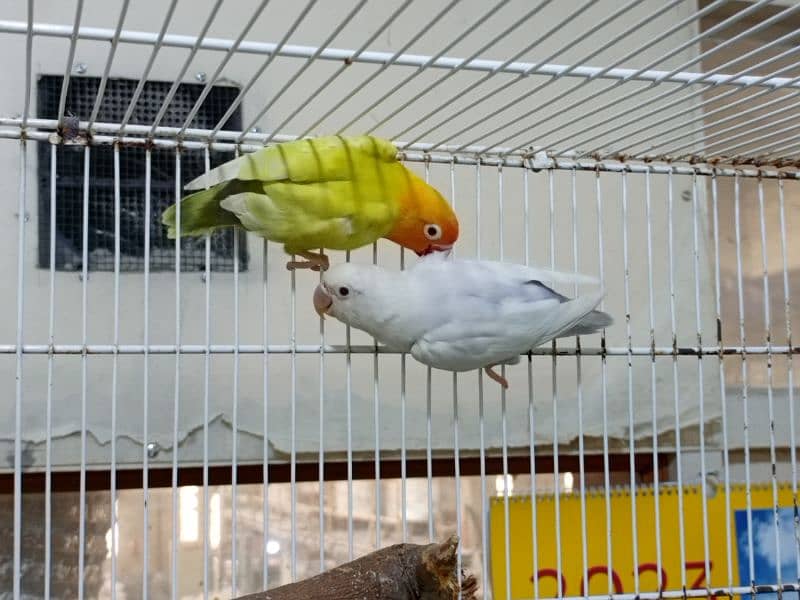 M n M Aviary lovebirds finches gouldian Java cocktails Available 8