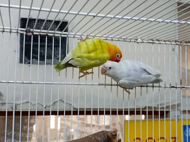 M n M Aviary lovebirds finches gouldian Java cocktails Available 9