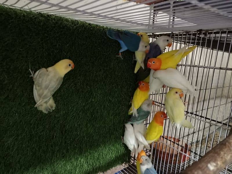 M n M Aviary lovebirds finches gouldian Java cocktails Available 10