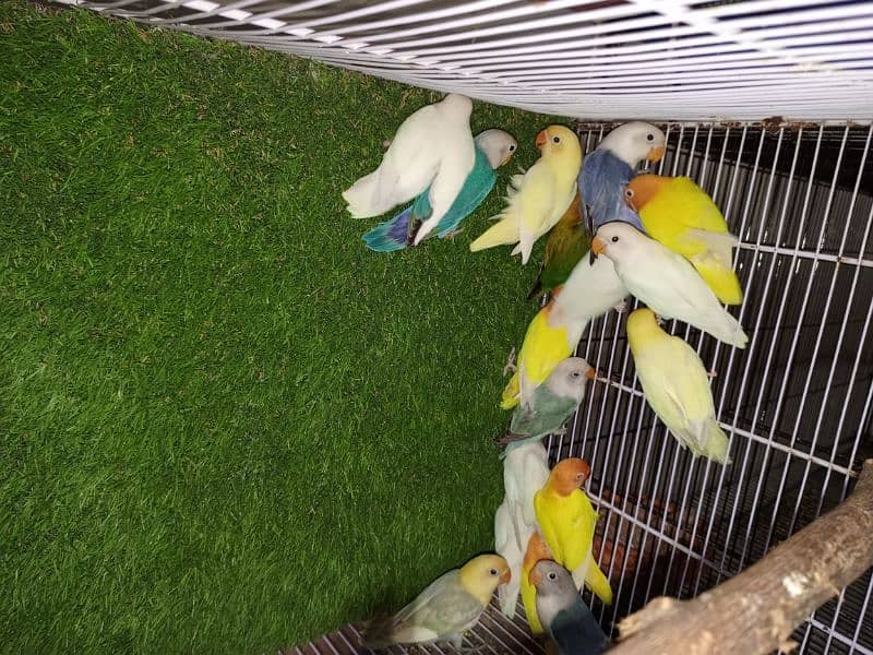 M n M Aviary lovebirds finches gouldian Java cocktails Available 11