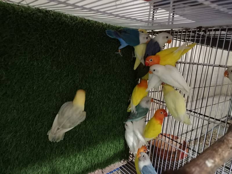 M n M Aviary lovebirds finches gouldian Java cocktails Available 12