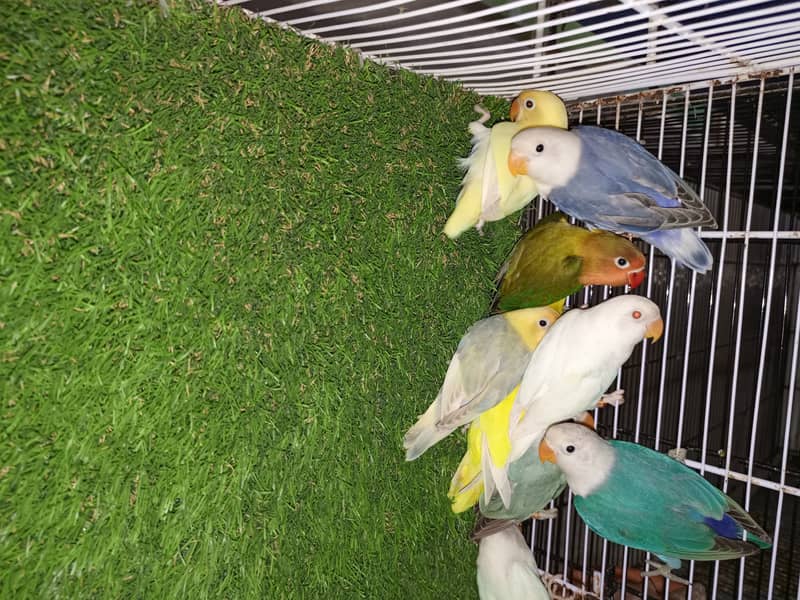 M n M Aviary lovebirds finches gouldian Java cocktails Available 13