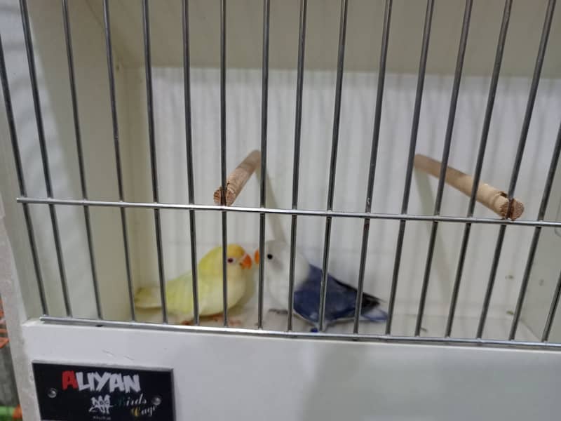 M n M Aviary lovebirds finches gouldian Java cocktails Available 14