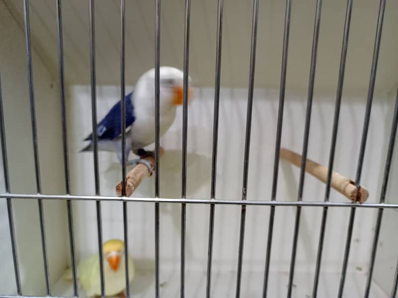 M n M Aviary lovebirds finches gouldian Java cocktails Available 15