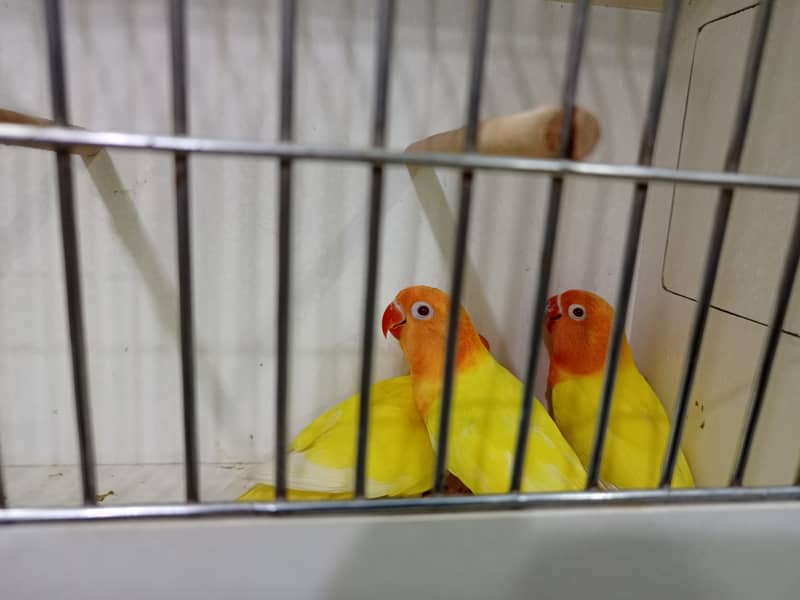 M n M Aviary lovebirds finches gouldian Java cocktails Available 16