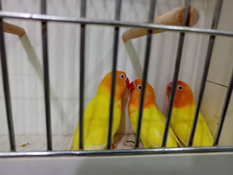M n M Aviary lovebirds finches gouldian Java cocktails Available 17