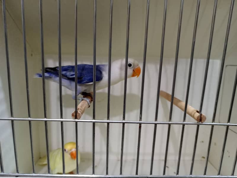 M n M Aviary lovebirds finches gouldian Java cocktails Available 18