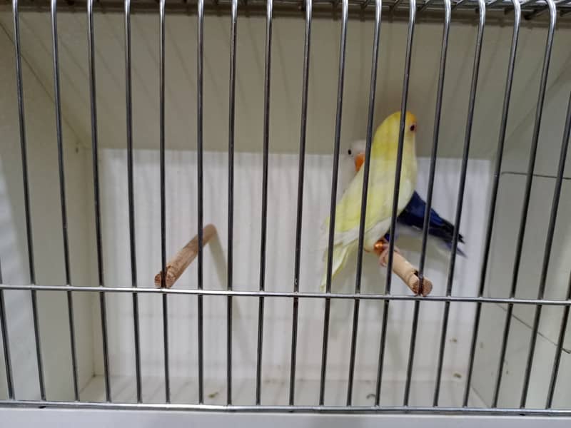 M n M Aviary lovebirds finches gouldian Java cocktails Available 19