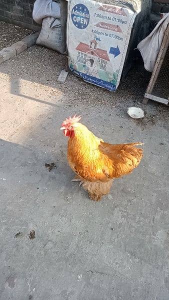 golden buff egss chiks for sale location lahore 2