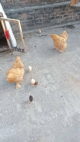 golden buff egss chiks for sale location lahore 3