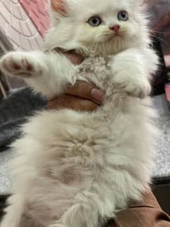 Persian kittens good punch face long coat litter train for sale