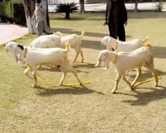 5 Pure Rajanpuri Bakra Fully Vaccinated for Sale 0