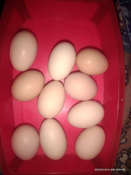 eggs for sale 0