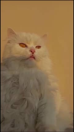 Pure Persian Male Cat Triple coat Punch Face 0