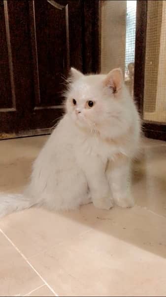 Pure Persian Male Cat Triple coat Punch Face 3